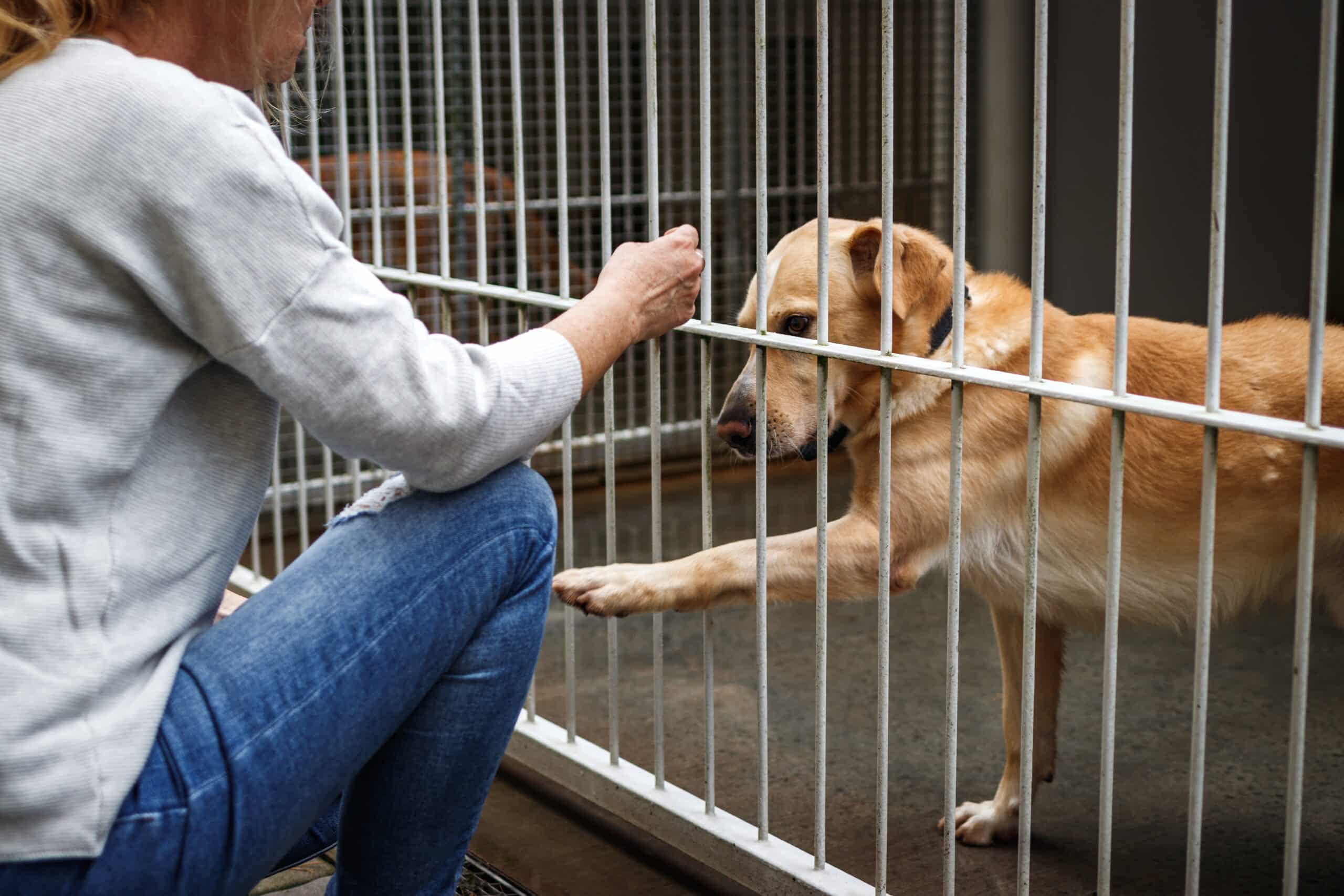 Person interacting with dog in shelter kennel.