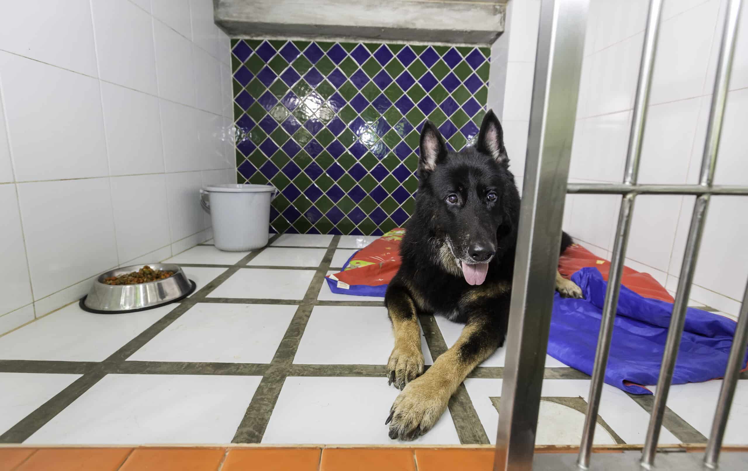 German Shepherd lying in kennel with food bowl.