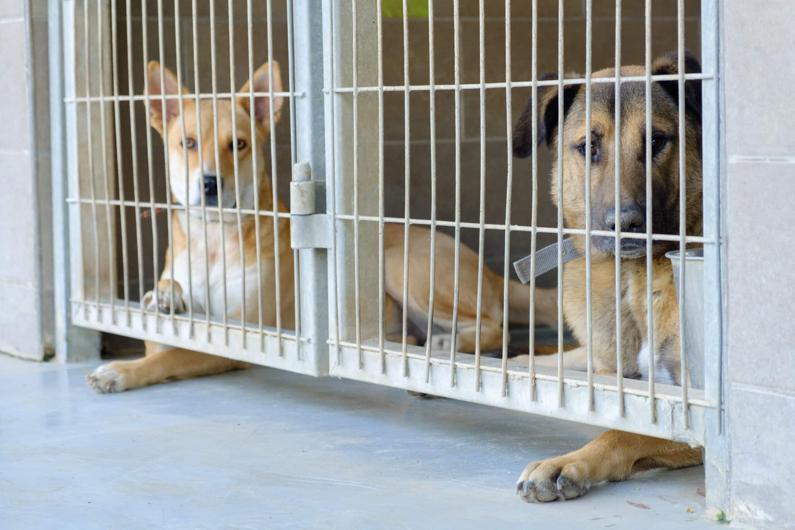 Two dogs in a kennel waiting for adoption.